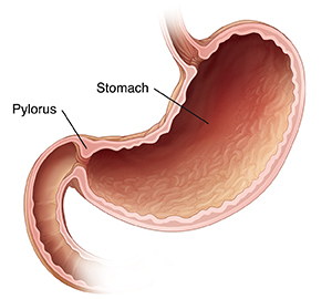Cross section of normal stomach.