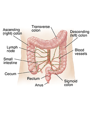 Outline of adult abdomen showing colon.