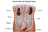 Ilustración de la anatomía del sistema urinario. Vista frontal