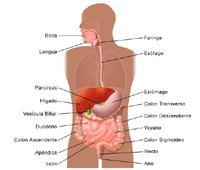 Ilustración de la anatomía del sistema digestivo, adulto