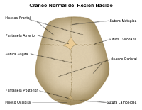 Anatomía del cráneo normal del recién nacido