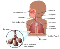 Anatomía del sistema respiratorio de un niño