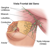 lustración de la anatomía del seno femenino, vista frontal
