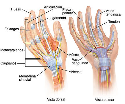 Vistas frontal y posterior de una mano donde puede verse su anatomía.