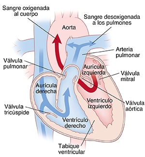 Vista frontal del corte transversal de un corazón con flechas que muestran sangre desoxigenada que se bombea desde el lado derecho del corazón hacia los pulmones. Flechas del lado izquierdo del corazón que muestran sangre oxigenada que se bombea al resto del cuerpo.