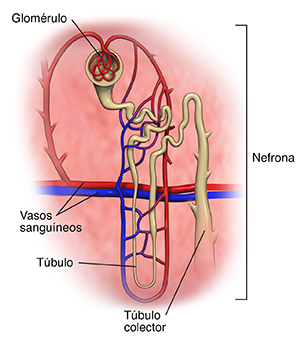 Primer plano de una nefrona del riñón.