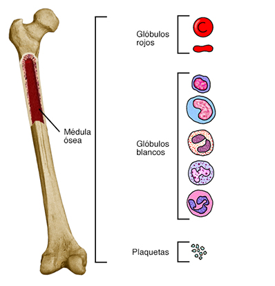 Fémur con recorte de una sección donde se observa la médula ósea. En el recuadro se muestran los tipos de células sanguíneas.