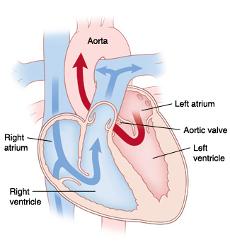 Corte transversal de vista frontal de las cuatro cavidades del corazón donde puede verse el flujo sanguíneo normal.