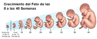 Ilustración que muestra el crecimiento fetal desde la semana 8 a la 40