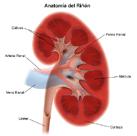 Ilustración de la anatomía de el riñon