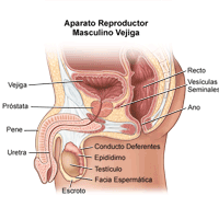 Dibujo de la anatomía del aparato reproductor masculino