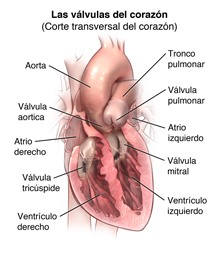 Vista frontal del corazón donde se observan cámaras y las válvulas.