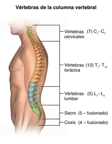 Anatomía de la columna vertebral con las vértebras