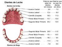 Vista frontal de la boca abierta donde se aprecian los dientes de leche superiores e inferiores.