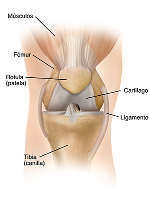 Imagen frontal de la anatomía de la articulación de la rodilla desde el contorno de la pierna.