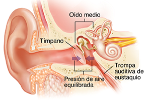 Corte transversal de un oído donde pueden verse las estructuras del oído externo, interno y medio, con presión de aire balanceada.
