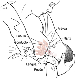 Bebé amamantándose de un seno del cual puede verse la anatomía: lóbulo, conducto, pezón, areola y la lengua y la nariz del bebé.