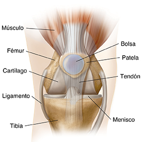 Vista frontal de la articulación de la rodilla donde se observa la anatomía básica.