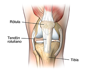 Imagen frontal de una articulación de rodilla donde se observa el ligamento patelar.