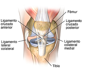 Imagen frontal de la articulación de la rodilla, donde se muestran los ligamentos.