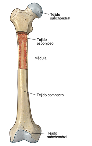 Vista frontal de un hueso, que demuestra el tejido subcondral, médula, el tejido esponjoso y tejido compacto.