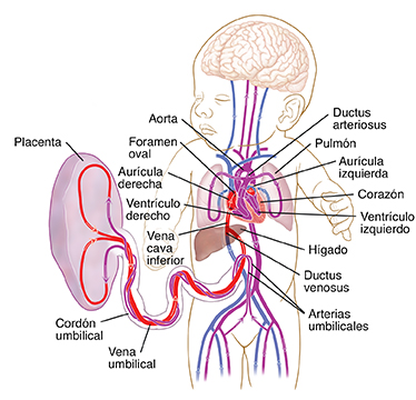Vista frontal de un feto y de la placenta donde se observa la circulación fetal.