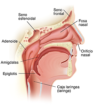 Corte transversal de la cabeza en la que se ve la anatomía normal de la nariz, la garganta y los senos paranasales.