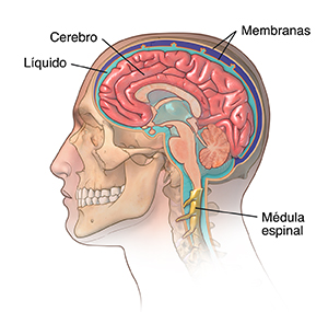 Vista lateral de la cabeza y el cuello de un hombre con un corte transversal del cerebro donde se observan el líquido cefalorraquídeo alrededor del cerebro y la médula espinal.