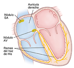 Corte transversal de un corazón en el que se ve el sistema eléctrico.