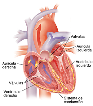 Corte transversal del corazón donde se observa el flujo sanguíneo y el sistema de conducción.