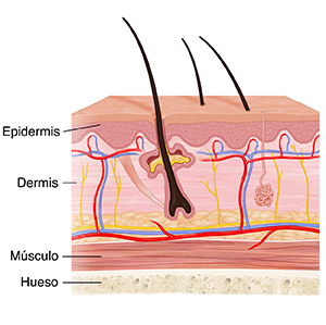 Corte transversal de la piel donde se ven la dermis, la epidermis, el músculo y el hueso.