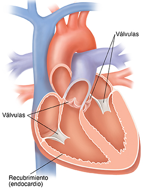 Vista de las cuatro cámaras del corazón en la que se ve el endocardio.
