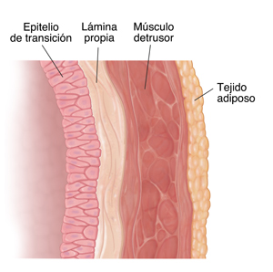 Corte transversal en primer plano de la pared de una vejiga en donde se observan las capas de tejido.