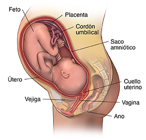 Vista lateral de la sección transversal de la pelvis de una mujer donde se ve un feto dentro del útero.