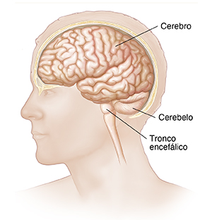 Vista lateral de la cabeza y el cerebro.