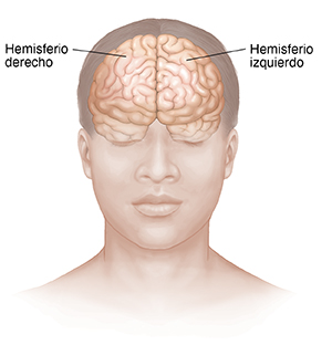 Vista frontal de la cabeza y de la parte superior del cuerpo donde se observa el cerebro.