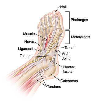 Top view of foot showing bones, muscles, ligaments, nerves, and tendons.